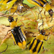 Illustration for article titled Bugs Have Already Evolved Immunity to GMO Corn